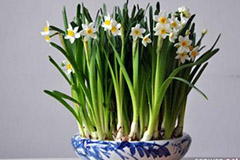 养好水仙花需要什么样的环境条件