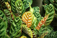 如何处理孔雀竹芋卷叶