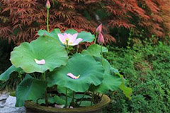 荷花越冬如何管理