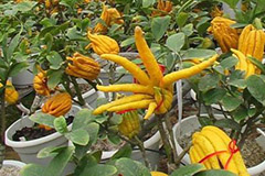 金佛手无土栽培