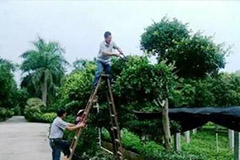 冬季花木如何修剪