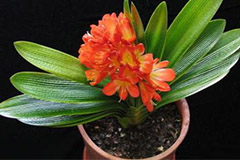 君子兰施用什么肥好