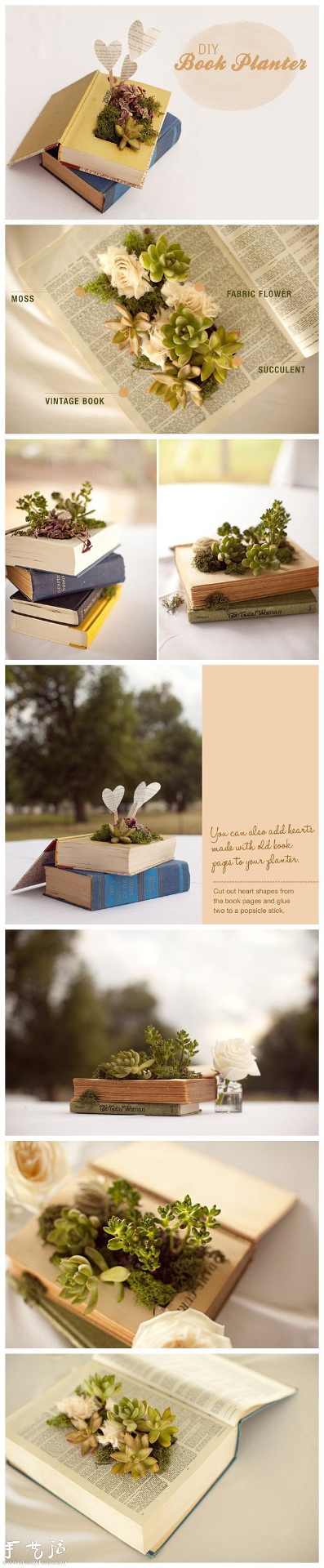 可爱的多肉盆栽DIY(图1)