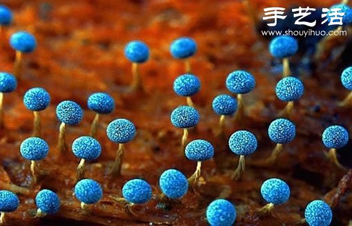 漂亮梦幻的蘑菇 原来蘑菇也可以观赏(图1)