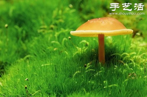 漂亮梦幻的蘑菇 原来蘑菇也可以观赏(图4)
