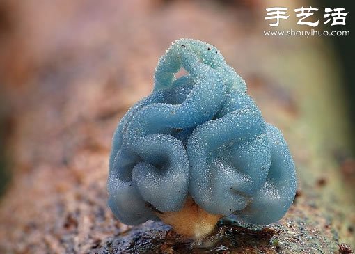 漂亮梦幻的蘑菇 原来蘑菇也可以观赏(图3)