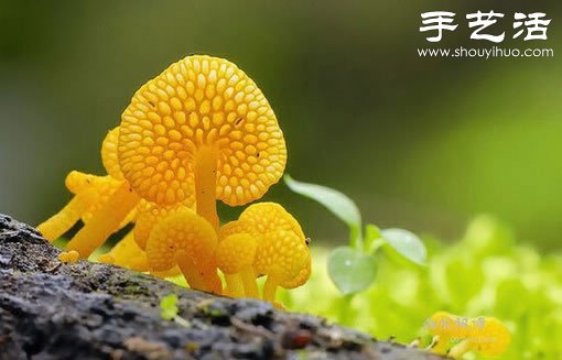 漂亮梦幻的蘑菇 原来蘑菇也可以观赏(图9)