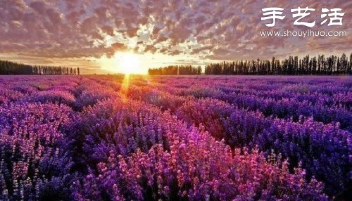 全球最漂亮的十大花海 极致自然之美让人惊叹(图1)