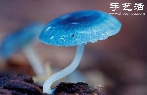 漂亮梦幻的蘑菇 原来蘑菇也可以观赏(图11)