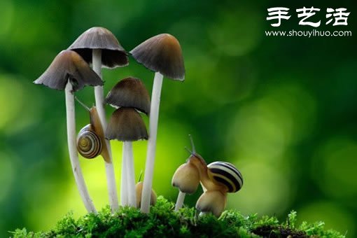 漂亮梦幻的蘑菇 原来蘑菇也可以观赏(图13)