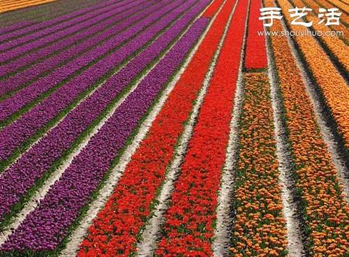 全球最漂亮的十大花海 极致自然之美让人惊叹(图5)