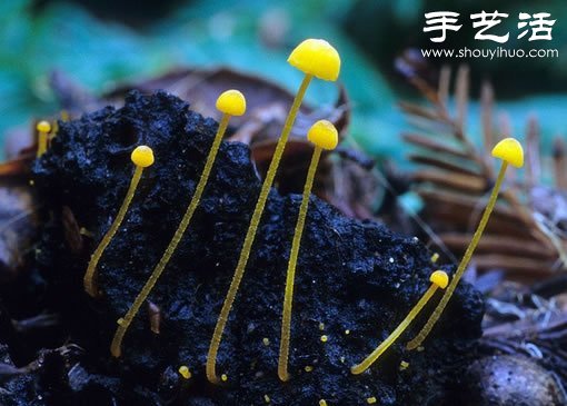 漂亮梦幻的蘑菇 原来蘑菇也可以观赏(图15)