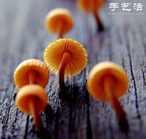 漂亮梦幻的蘑菇 原来蘑菇也可以观赏(图17)