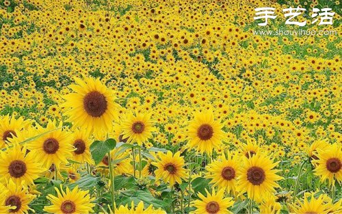 全球最漂亮的十大花海 极致自然之美让人惊叹(图10)