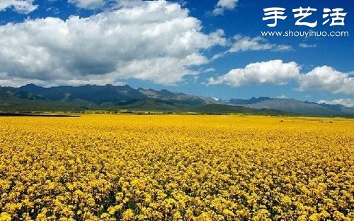 全球最漂亮的十大花海 极致自然之美让人惊叹(图9)