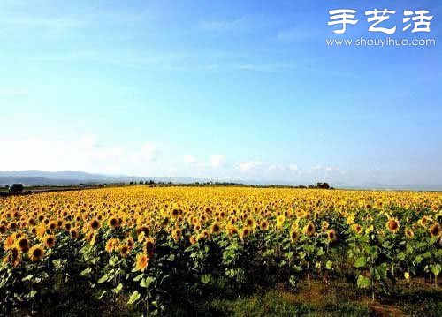 全球最漂亮的十大花海 极致自然之美让人惊叹(图11)