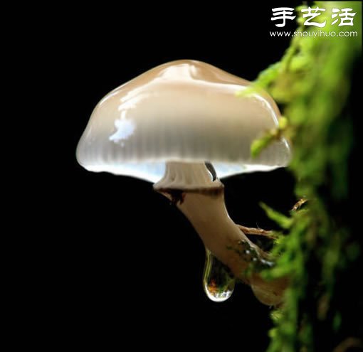 漂亮梦幻的蘑菇 原来蘑菇也可以观赏(图21)