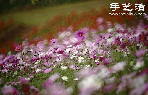 全球最漂亮的十大花海 极致自然之美让人惊叹(图12)