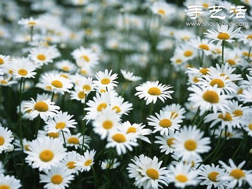 全球最漂亮的十大花海 极致自然之美让人惊叹(图13)