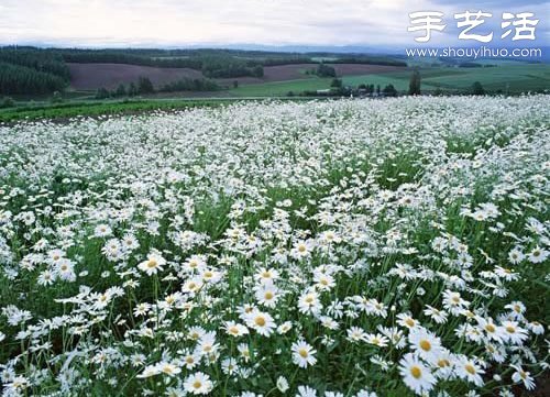 全球最漂亮的十大花海 极致自然之美让人惊叹(图14)