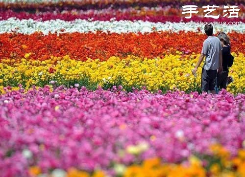 全球最漂亮的十大花海 极致自然之美让人惊叹(图16)