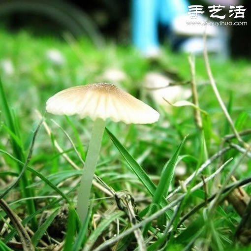 漂亮梦幻的蘑菇 原来蘑菇也可以观赏(图24)