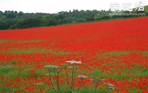 全球最漂亮的十大花海 极致自然之美让人惊叹(图17)