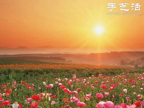 全球最漂亮的十大花海 极致自然之美让人惊叹(图18)