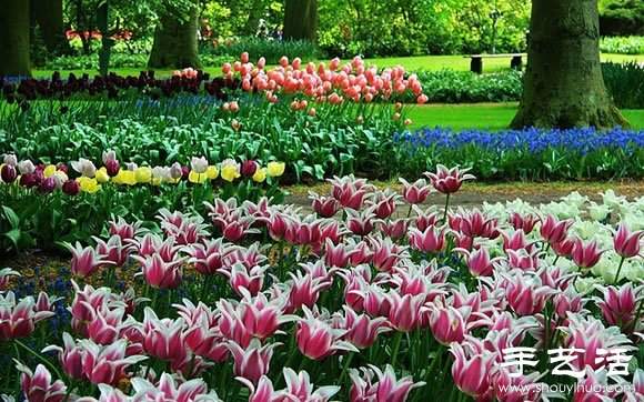 春季最美的花园——库肯霍夫公园(图20)