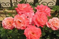 如何防治月季老化并复壮