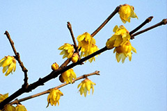 腊梅冬季带踵扦插法