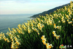 冬季水仙花蕾干枯的原因