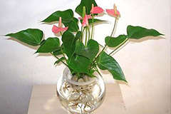 水培花卉的控温技巧