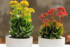 家庭花卉如何过冬？我们给你支招