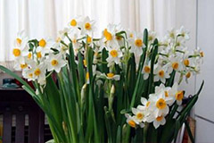 如何处理开过花的水仙