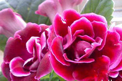 哪些盆花忌雨淋