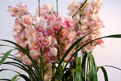 怎样从外表看出花卉缺乏哪种营养元素及如何