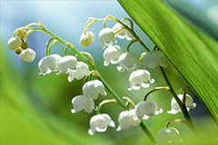 根据花卉喜好给它搬搬家