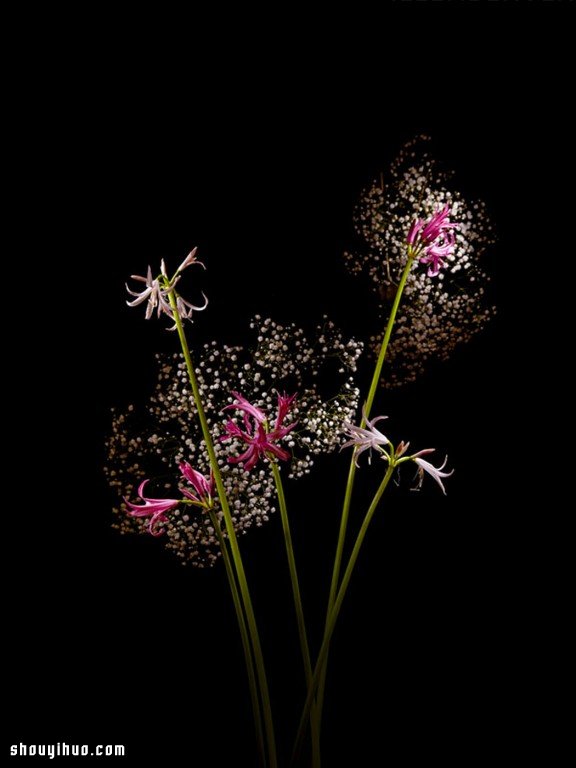Flowerwork 德国艺术家设计的花朵烟花(图12)