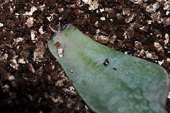 哪些观叶植物能用叶插繁殖