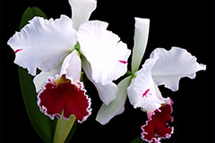 如何养护卡特兰