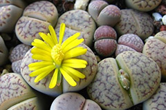 生石花的播种繁殖