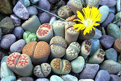 生石花的夏季栽培