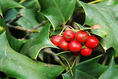 枸骨的栽培养护与用途