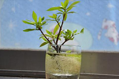 在江南地区怎样通过水插法来繁殖栀子