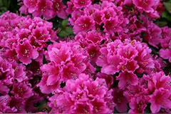 怎样嫁接杜鹃花