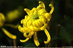 怎样防治菊花常见虫害