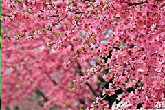 2009年一月花事盘点