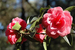 山茶花的叶子为何发黄