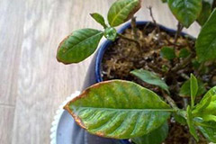 盆栽茉莉叶子发黄及其挽救措施